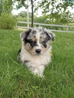 Yellow collar, a female Australian Shepherd for sale in Wonewoc, WI – 1 of 7