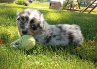 Green collar aka Hamilton, a male Australian Shepherd for sale in Wonewoc, WI – 4 of 6