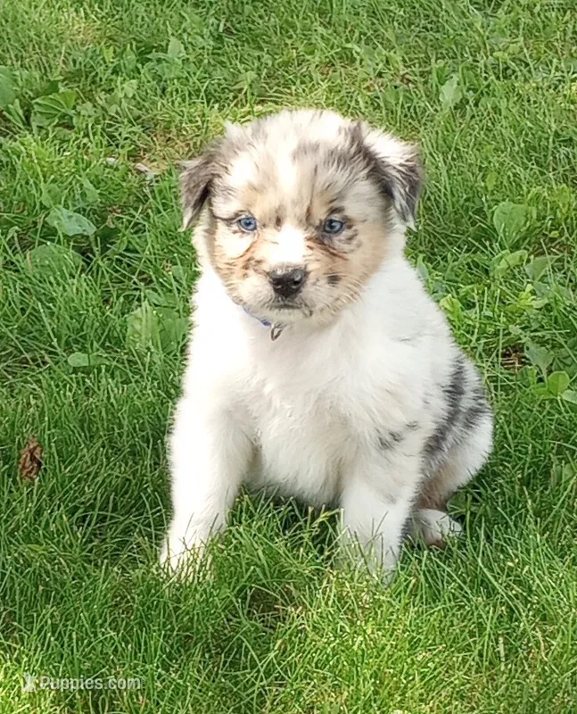 Blue collar aka Hazelnut – Australian Shepherd puppy for sale in Wonewoc, WI