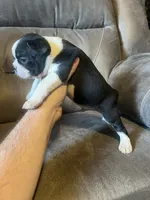 Luna 1, a male Boston Terrier for sale in Raiford, FL – 2 of 6