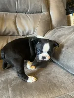 Luna 1, a male Boston Terrier for sale in Raiford, FL – 4 of 6