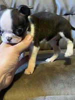 Luna 3, a female Boston Terrier for sale in Raiford, FL – 2 of 6
