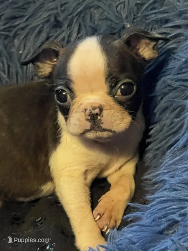 Luna 3 – Boston Terrier puppy for sale in Raiford, FL