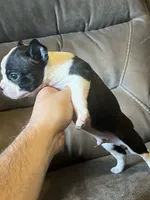 Luna 2, a male Boston Terrier for sale in Raiford, FL – 2 of 6
