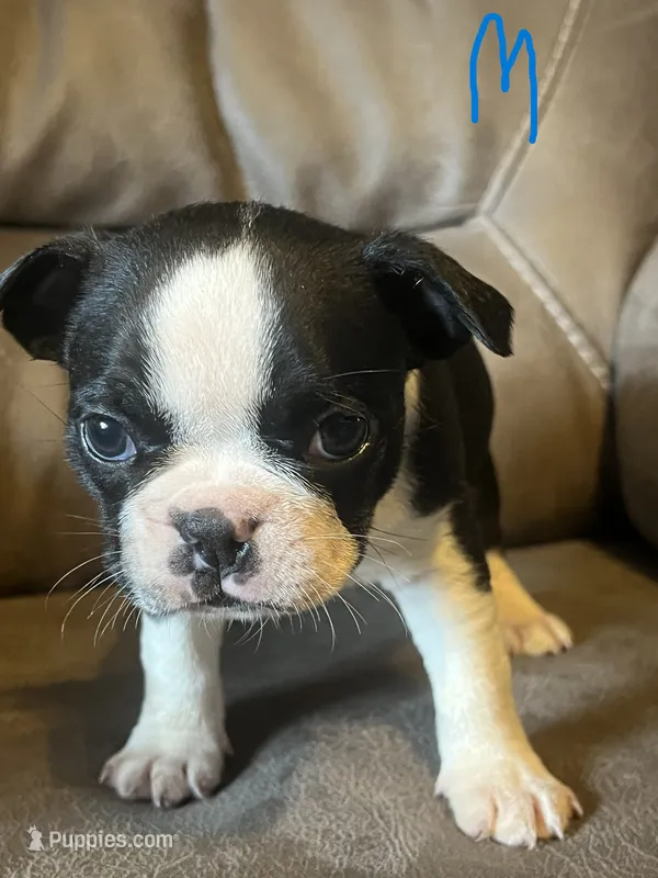 Luna 1 – Boston Terrier puppy for sale in Raiford, FL