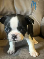 Luna 1, a male Boston Terrier for sale in Raiford, FL – 1 of 6