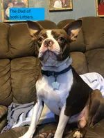 Luna 1, a male Boston Terrier for sale in Raiford, FL – 6 of 6