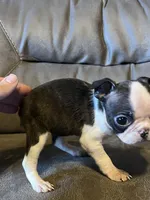 Luna 3, a female Boston Terrier for sale in Raiford, FL – 4 of 6