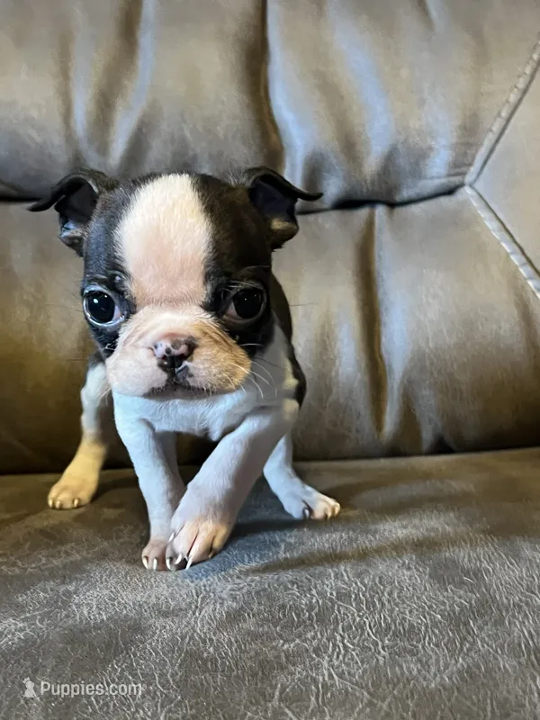 Luna 3 – Boston Terrier puppy for sale in Raiford, FL