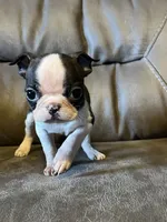 Luna 3, a female Boston Terrier for sale in Raiford, FL – 1 of 6