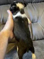 Luna 3, a female Boston Terrier for sale in Raiford, FL – 3 of 6