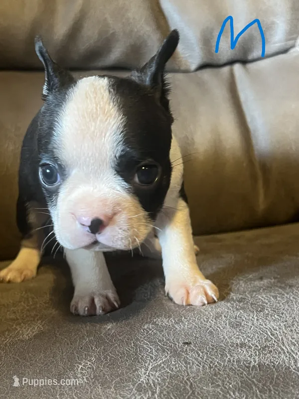 Luna 2 – Boston Terrier puppy for sale in Raiford, FL