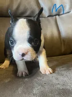 Luna 2, a male Boston Terrier for sale in Raiford, FL – 1 of 6