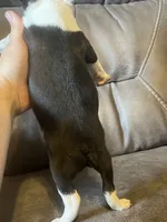 Luna 2, a male Boston Terrier for sale in Raiford, FL – 3 of 6