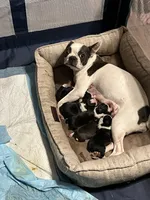 Luna 2, a male Boston Terrier for sale in Raiford, FL – 5 of 6