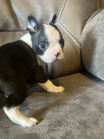 Luna 2, a male Boston Terrier for sale in Raiford, FL – 4 of 6