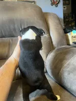 Luna 1, a male Boston Terrier for sale in Raiford, FL – 3 of 6