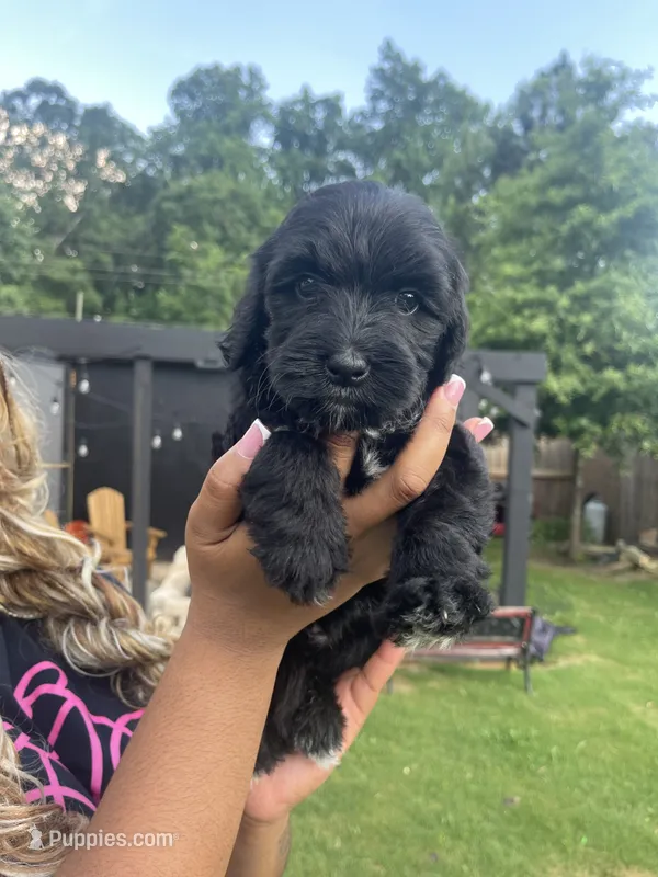 Luna  – Goldendoodle puppy for sale in Atlanta, GA