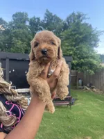 Cookie, a female Goldendoodle for sale in Atlanta, GA – 1 of 1