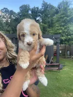 Sugar, a female Goldendoodle for sale in Atlanta, GA – 1 of 1