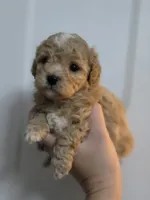 Chevelle , a female Poodle - Toy  and Shichon for sale in Albert Lea, MN – 7 of 9