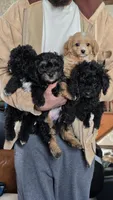 Kingston, a male Poodle - Toy  and Shichon for sale in Albert Lea, MN – Photo 3 of 8