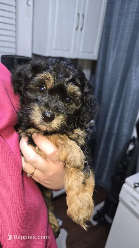 Kingston, a male Poodle - Toy  and Shichon for sale in Albert Lea, MN – Photo 1 of 8
