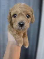 Chevy, a male Poodle - Toy  and Shichon for sale in Albert Lea, MN – 6 of 8