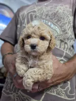 Luxe, a female Poodle - Toy  and Shichon for sale in Albert Lea, MN – 3 of 9