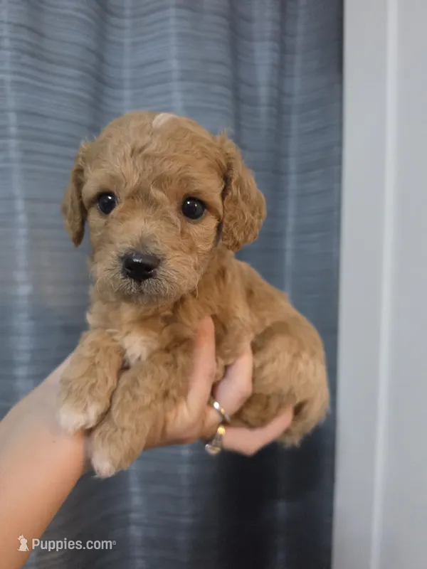 Chevy – Poodle - Toy , Shichon puppy for sale in Albert Lea, MN