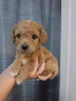 Chevy, a male Poodle - Toy  and Shichon for sale in Albert Lea, MN – 1 of 8