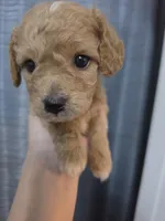 Chevy, a male Poodle - Toy  and Shichon for sale in Albert Lea, MN – 5 of 8