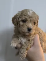 Chevelle , a female Poodle - Toy  and Shichon for sale in Albert Lea, MN – 8 of 9