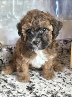 Cocoapuff, a female Poodle - Toy  and Shichon for sale in Albert Lea, MN – 3 of 10