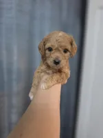Chevy, a male Poodle - Toy  and Shichon for sale in Albert Lea, MN – 7 of 8