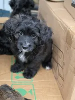 Prince, a male Poodle - Toy  and Shichon for sale in Albert Lea, MN – 6 of 8