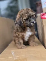 Cocoapuff, a female Poodle - Toy  and Shichon for sale in Albert Lea, MN – 10 of 10