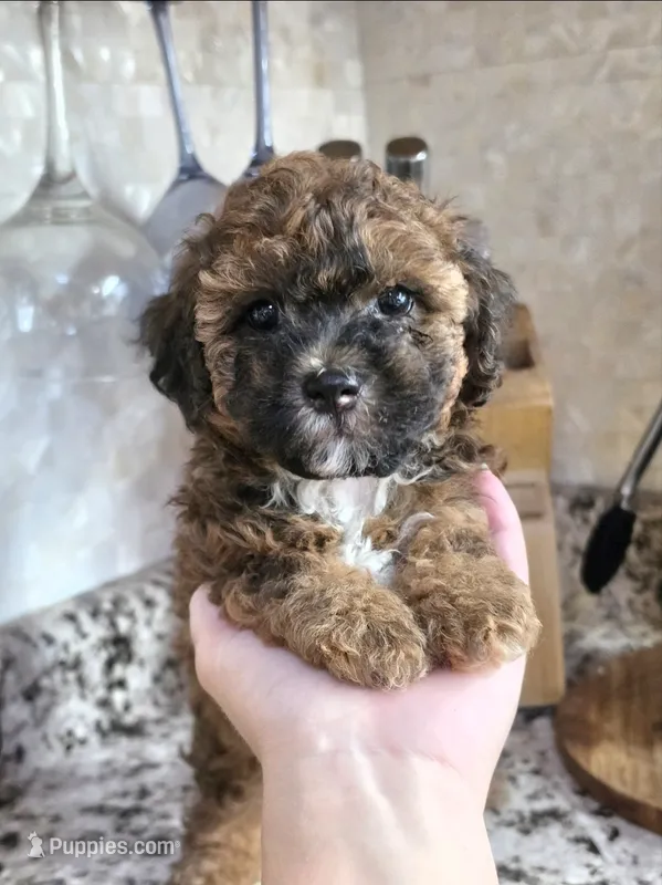 Cocoapuff – Poodle - Toy , Shichon puppy for sale in Albert Lea, MN
