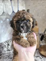 Cocoapuff, a female Poodle - Toy  and Shichon for sale in Albert Lea, MN – 1 of 10