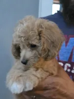 Mack, a male Poodle - Toy  and Shichon for sale in Albert Lea, MN – 6 of 8