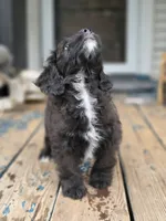Prince, a male Poodle - Toy  and Shichon for sale in Albert Lea, MN – 7 of 8