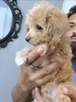Mack, a male Poodle - Toy  and Shichon for sale in Albert Lea, MN – 2 of 8