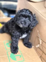 Sasha , a female Poodle - Toy  and Shichon for sale in Albert Lea, MN – 1 of 3
