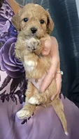 Chevy, a male Poodle - Toy  and Shichon for sale in Albert Lea, MN – 3 of 8