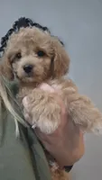 Mack, a male Poodle - Toy  and Shichon for sale in Albert Lea, MN – 7 of 8