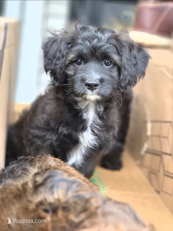 Prince – Poodle - Toy , Shichon puppy for sale in Albert Lea, MN