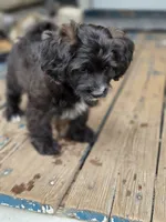 Prince, a male Poodle - Toy  and Shichon for sale in Albert Lea, MN – 8 of 8