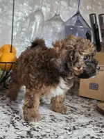 Cocoapuff, a female Poodle - Toy  and Shichon for sale in Albert Lea, MN – 4 of 10