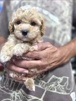Luxe, a female Poodle - Toy  and Shichon for sale in Albert Lea, MN – 2 of 9