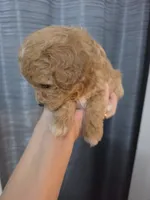 Chevy, a male Poodle - Toy  and Shichon for sale in Albert Lea, MN – 2 of 8